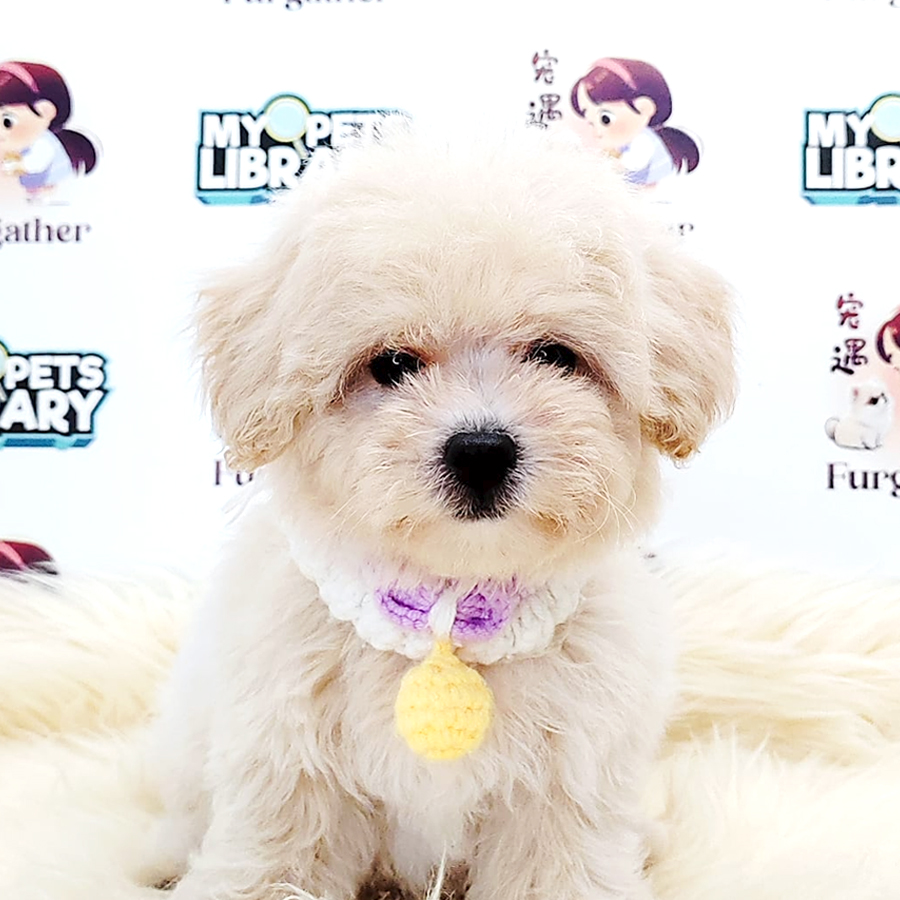 Maltipoo Puppy (Female) For Sale