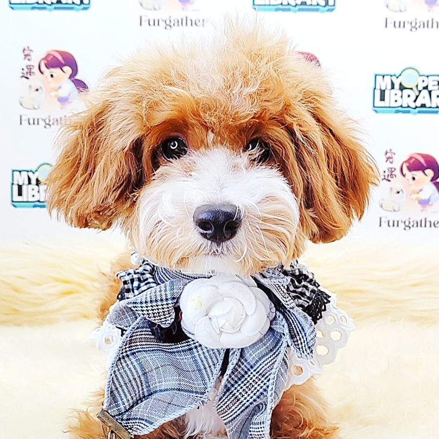 Maltipoo Puppy (Male) For Sale