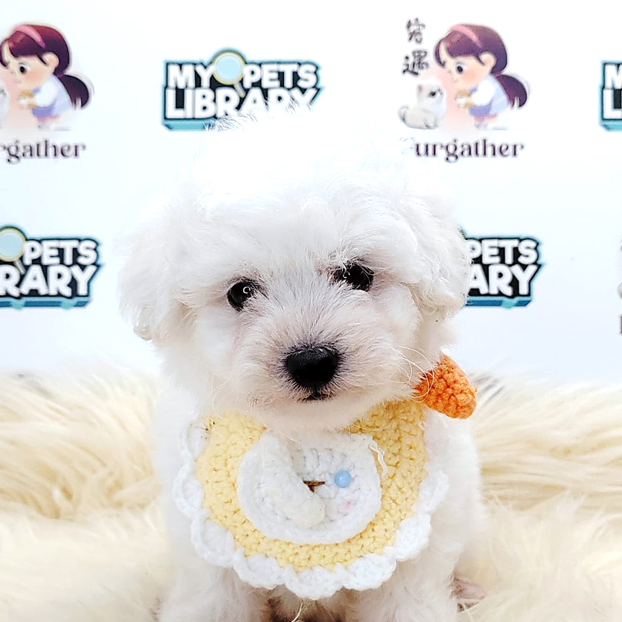 Tiny Poodle Puppy (Male) For Sale