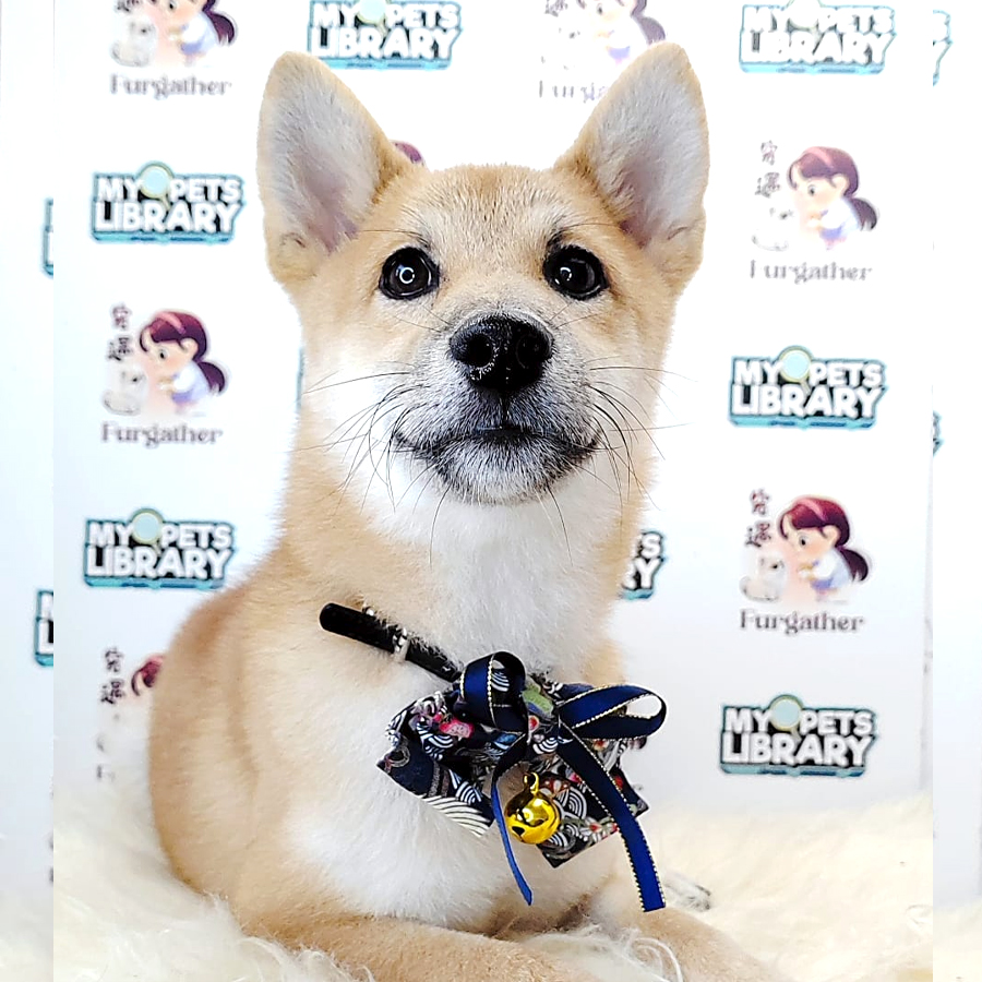 Shiba Inu Puppy (Male) For Sale