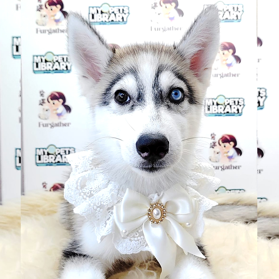 Alaskan Husky Puppy (Female) For Sale
