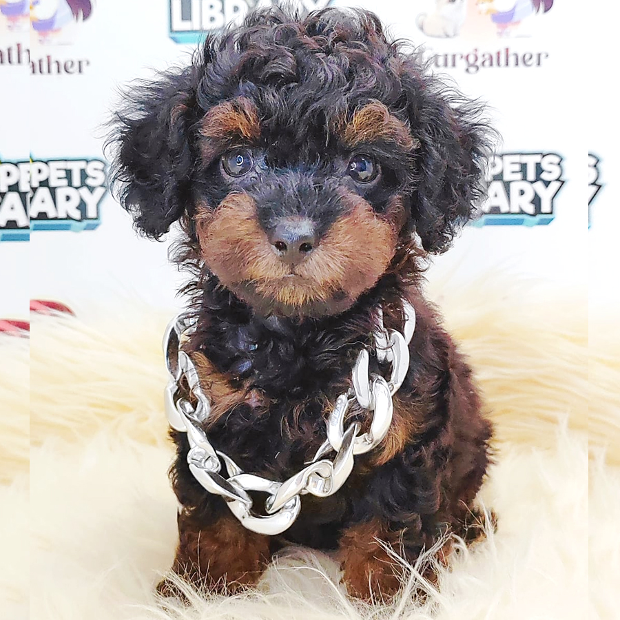 Tiny Toy Poodle Puppy (Male) For Sale