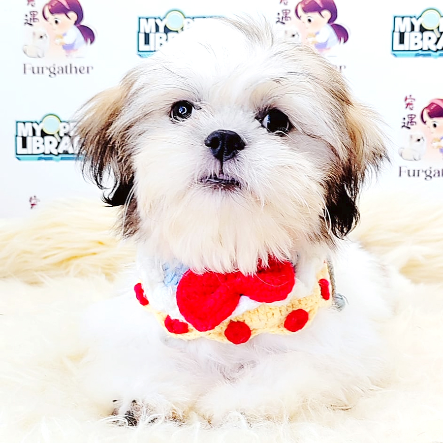 Shih Tzu Puppy (Male) For Sale
