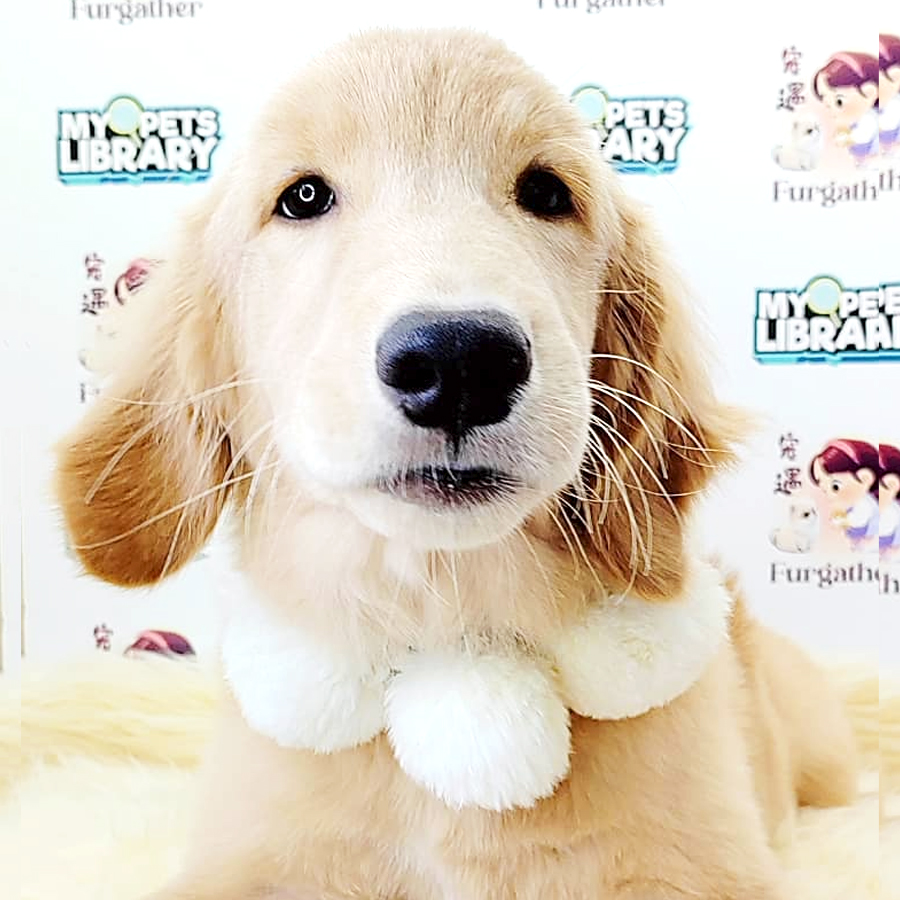 Golden Retriever Puppy (Female) For Sale
