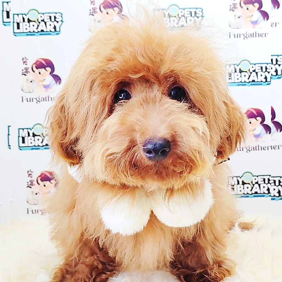 Miniature Poodle Puppy (Male) For Sale