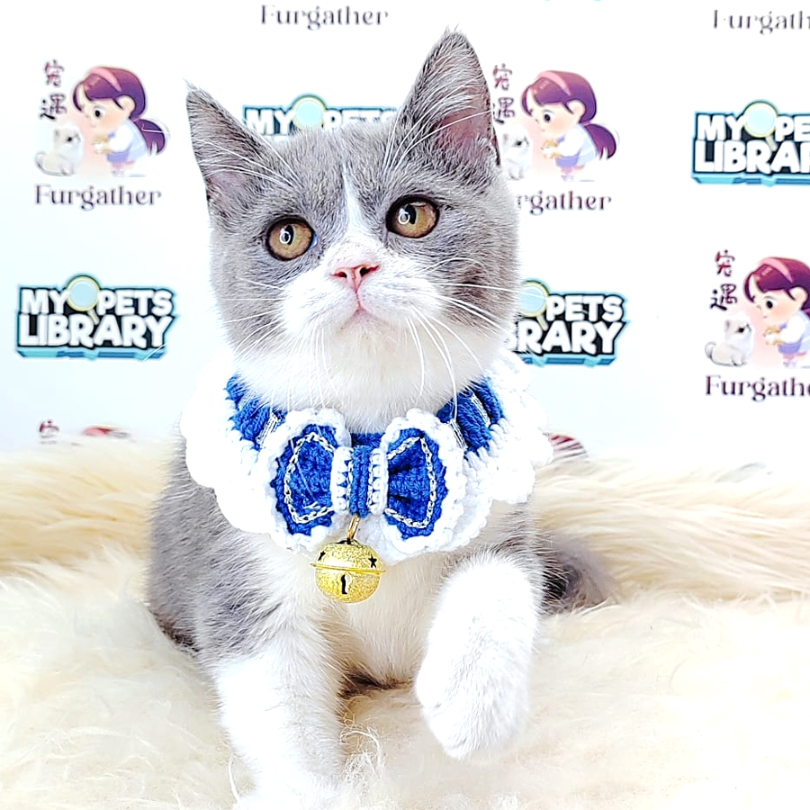 British Shorthair Kitten (Male) For Sale