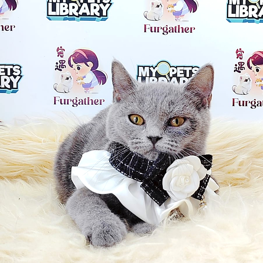 British Shorthair Kitten (Female) For Sale