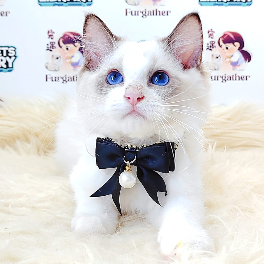 Ragdoll Kitten (Male) For Sale
