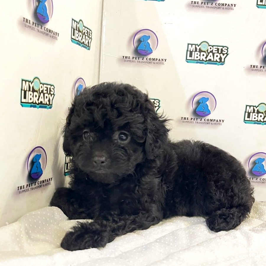 Poodle Puppy (Female) For Sale