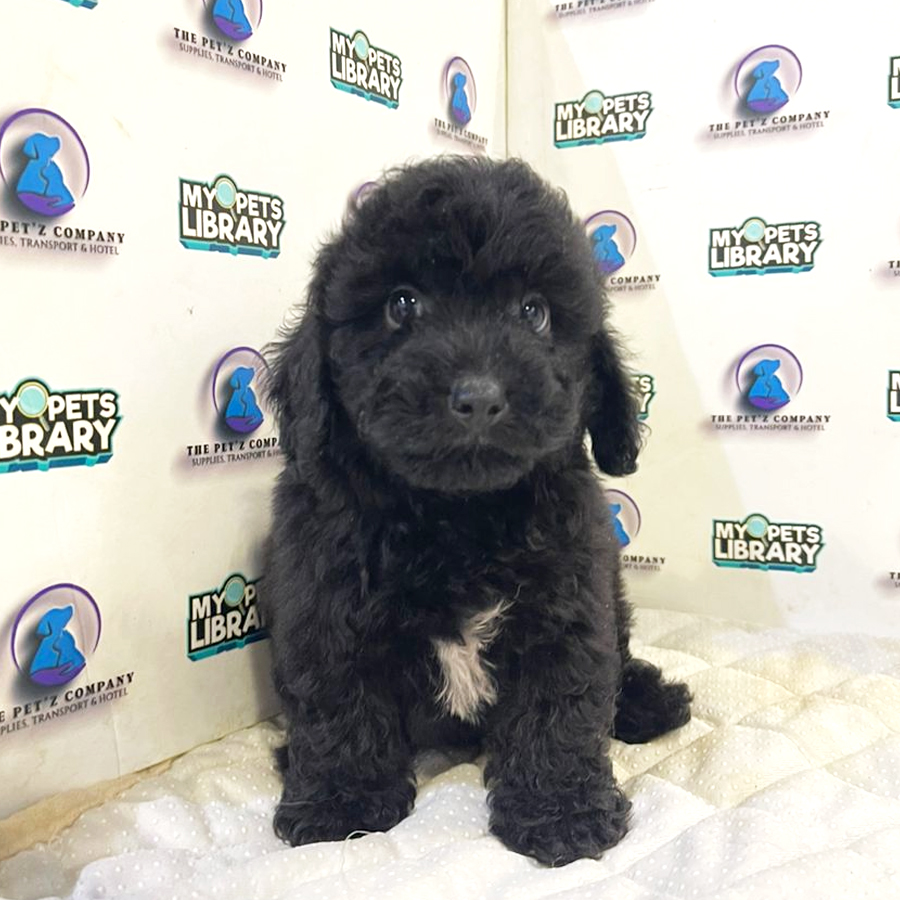Poodle Puppy (Male) For Sale