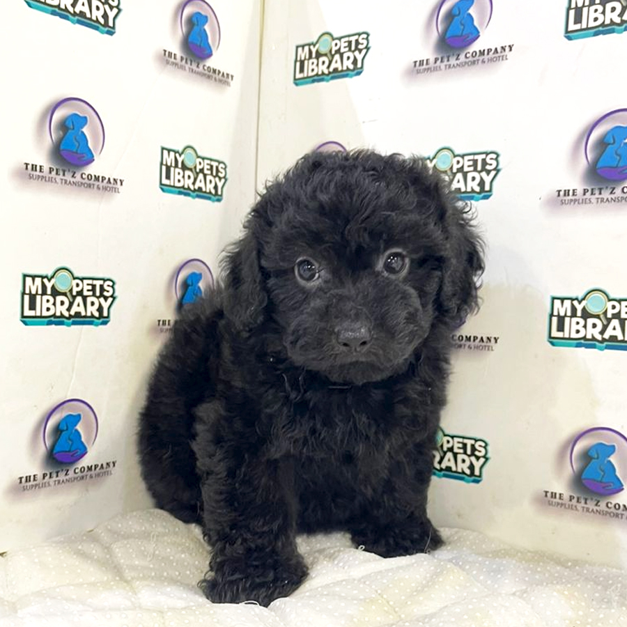 Poodle Puppy (Male) For Sale