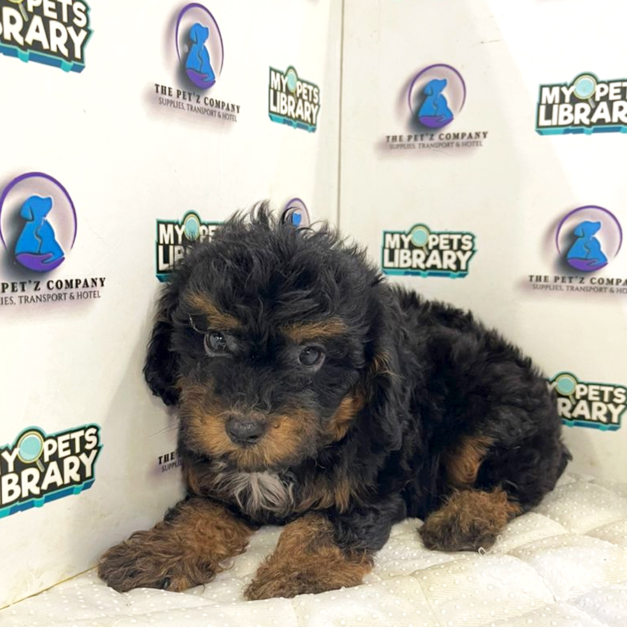 Poodle Puppy (Female) For Sale