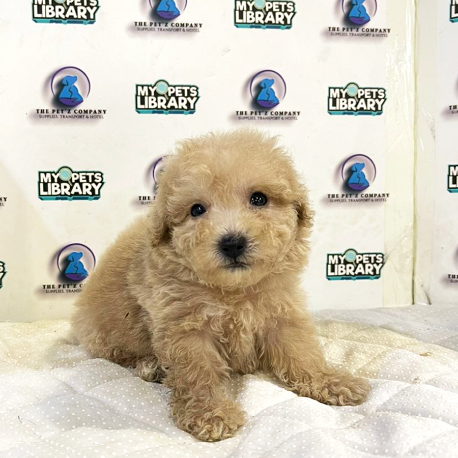 Poodle Puppy (Male) For Sale