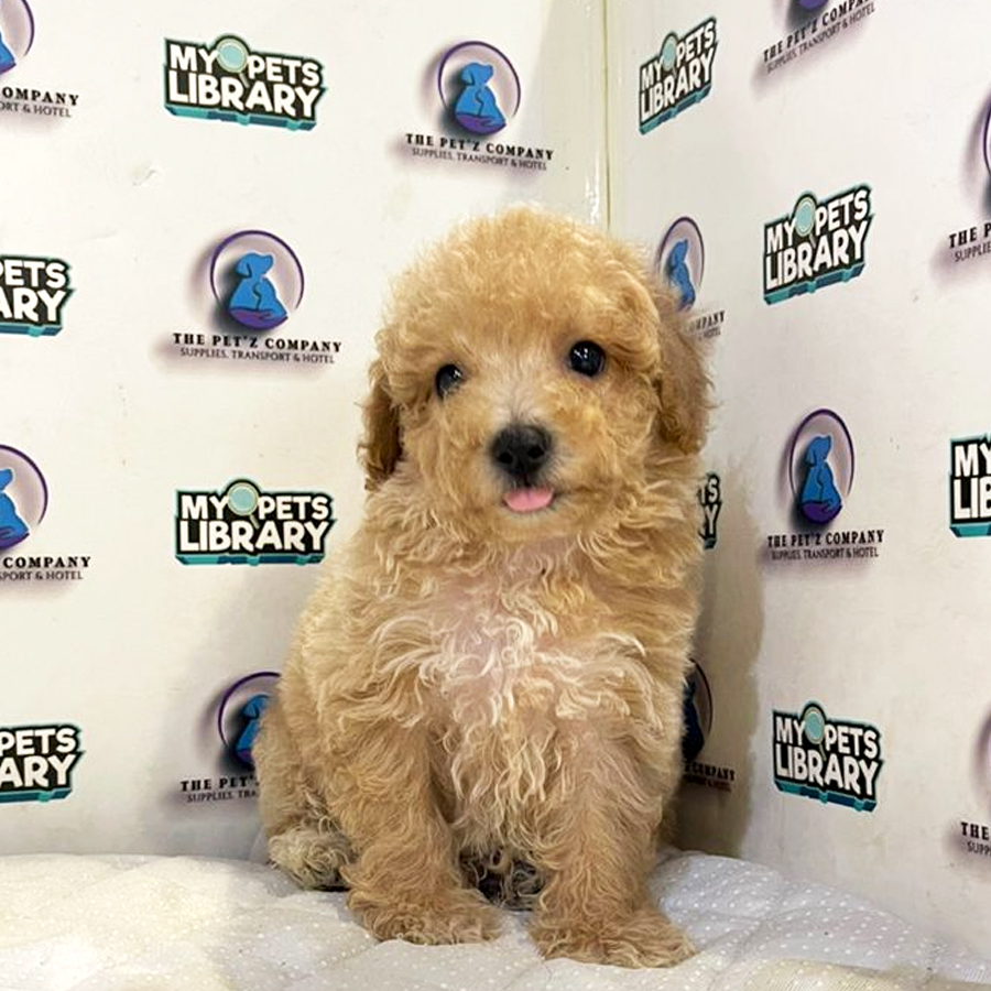 Poodle Puppy (Male) For Sale