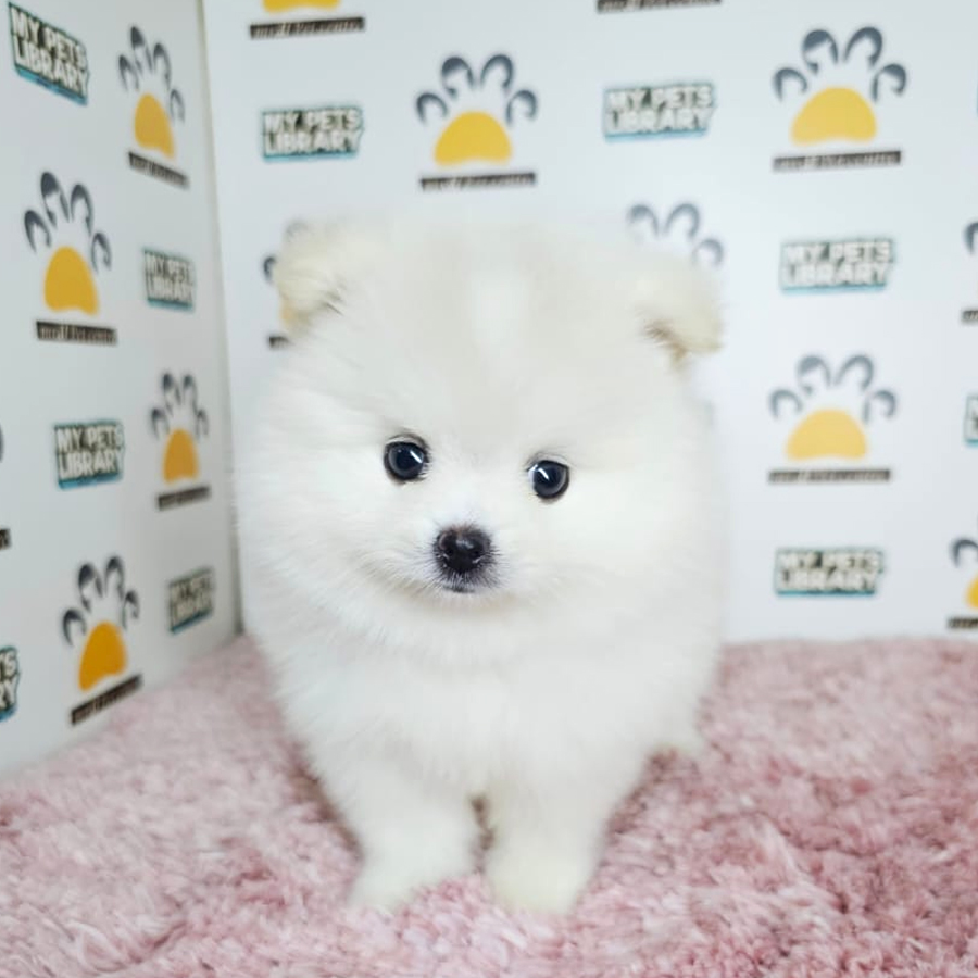 Tiny Pomeranian Puppy (Female) For Sale
