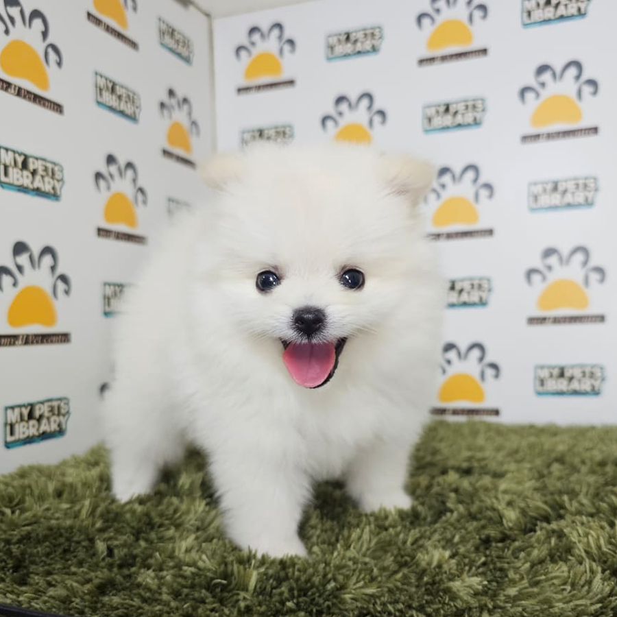 Tiny Pomeranian Puppy (Male) For Sale