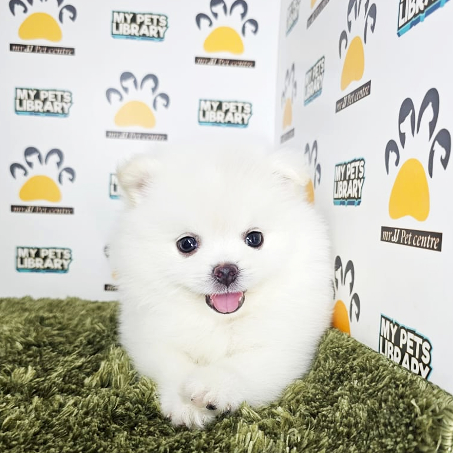 Tiny Pomeranian Puppy (Male) For Sale