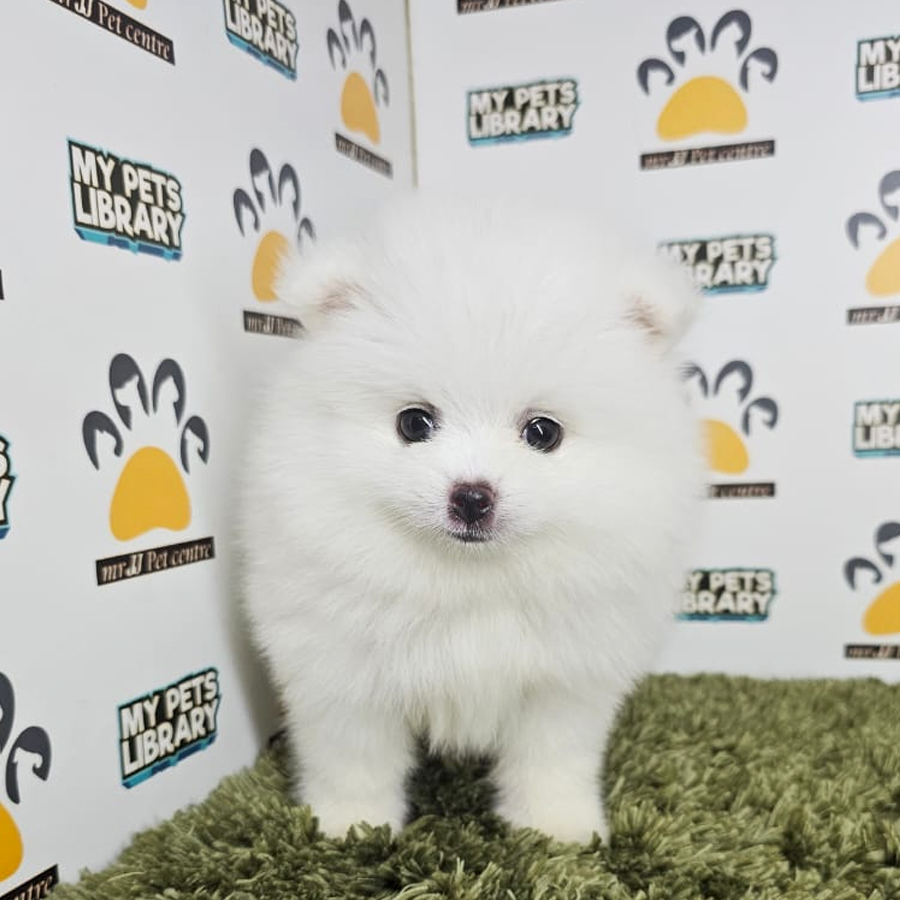Tiny Pomeranian Puppy (Male) For Sale