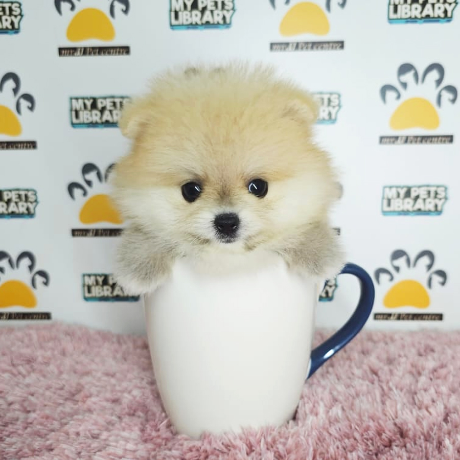Teacup Pomeranian Puppy (Female) For Sale