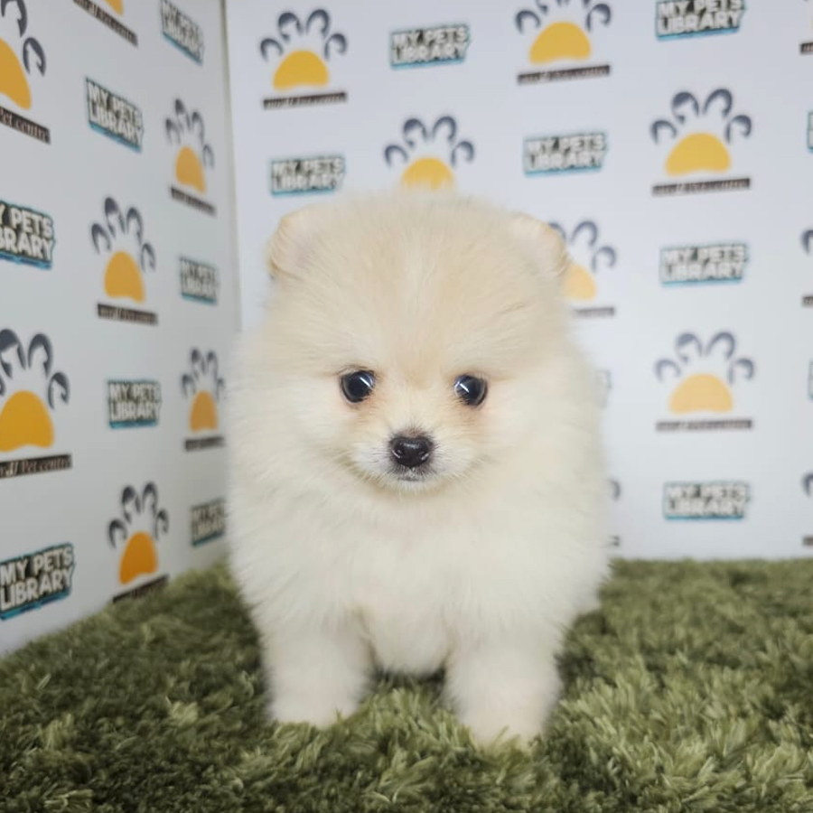 Tiny Pomeranian Puppy (Male) For Sale