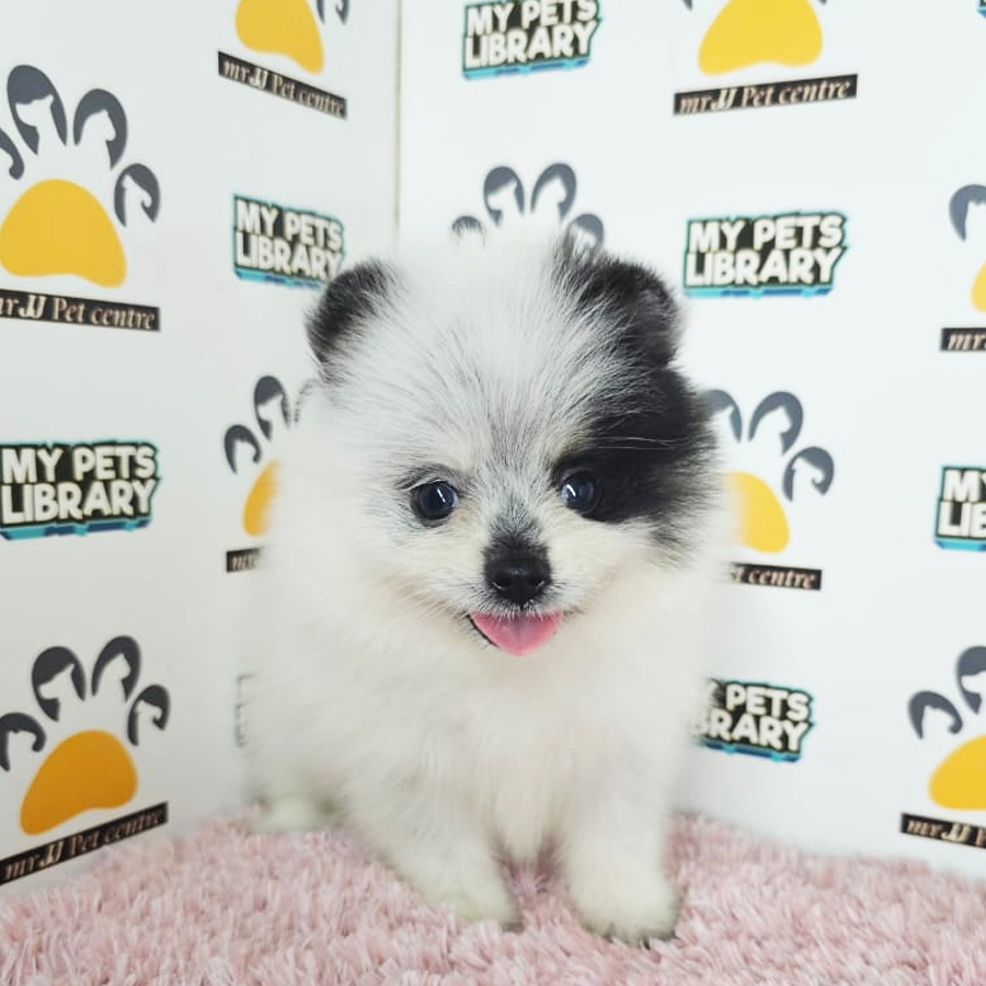 Tiny Pomeranian Puppy (Female) For Sale