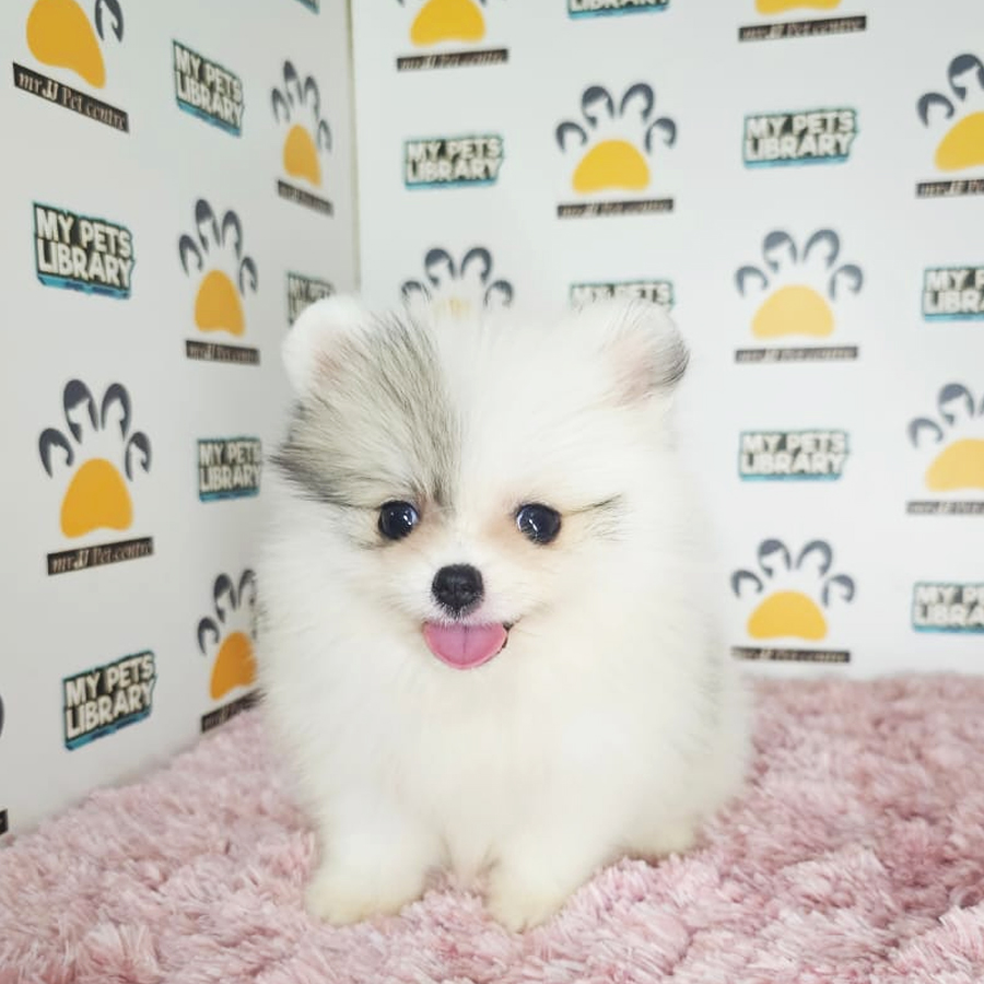 Tiny Pomeranian Puppy (Female) For Sale