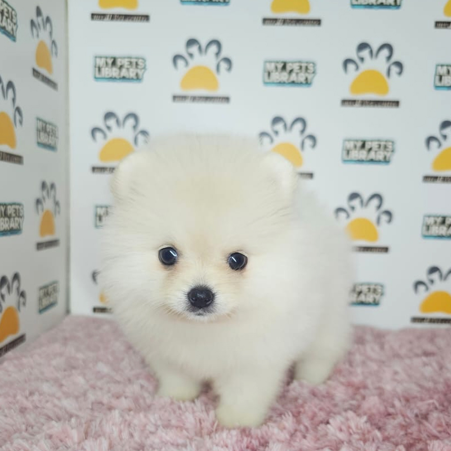 Tiny Pomeranian Puppy (Female) For Sale