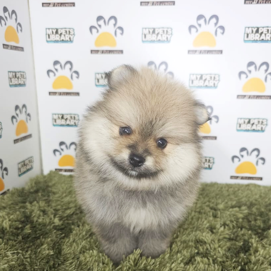 Tiny Pomeranian Puppy (Male) For Sale