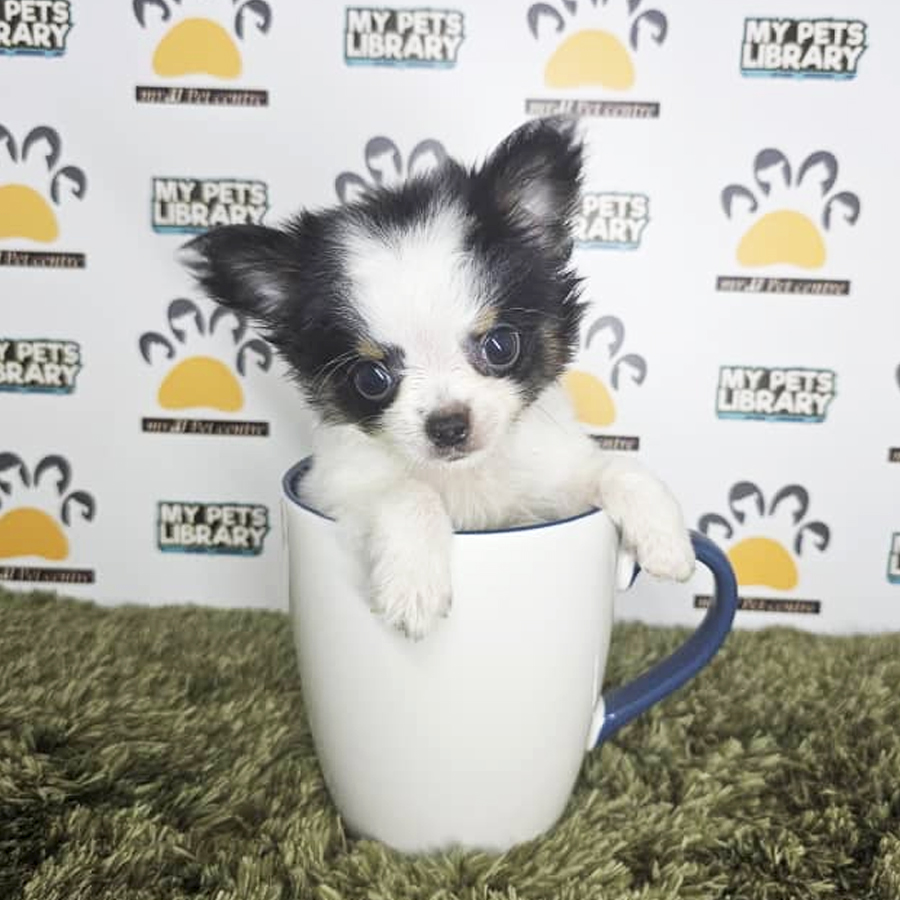 Longhair Chihuahua Puppy (Male) For Sale