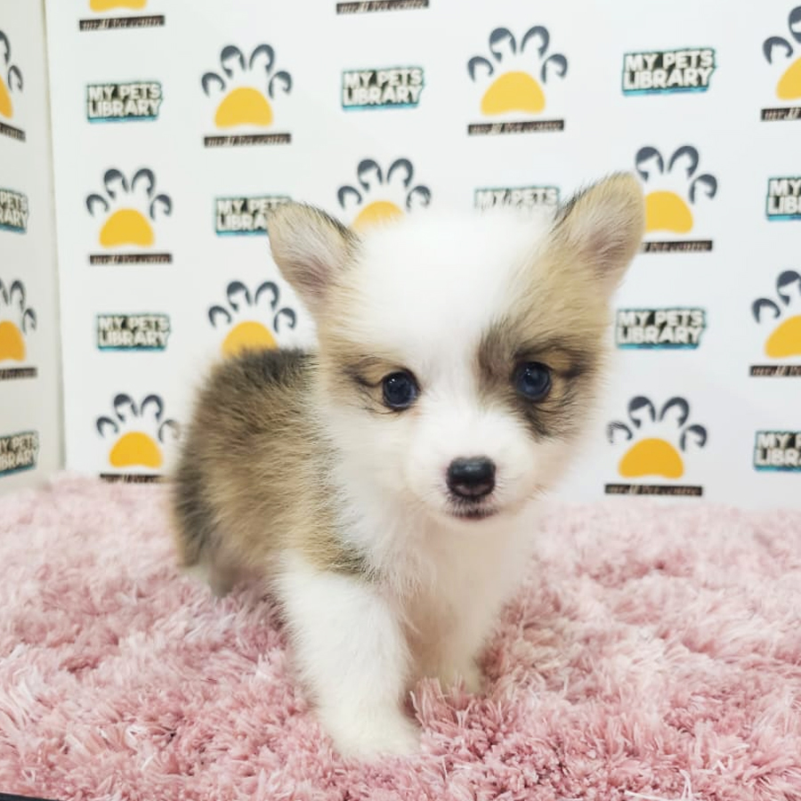Corgi Puppy (Female) For Sale