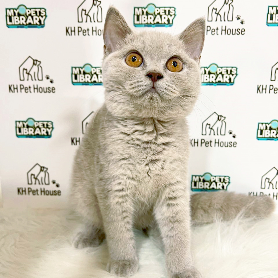 British Shorthair Kitten (Male) For Sale