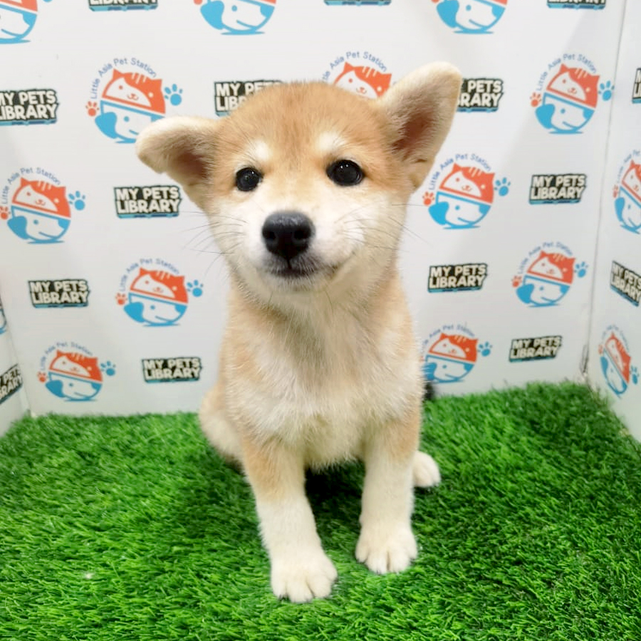 Shiba Inu Puppy (Female) For Sale