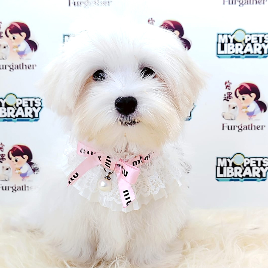 Maltese Puppy (Male) For Sale