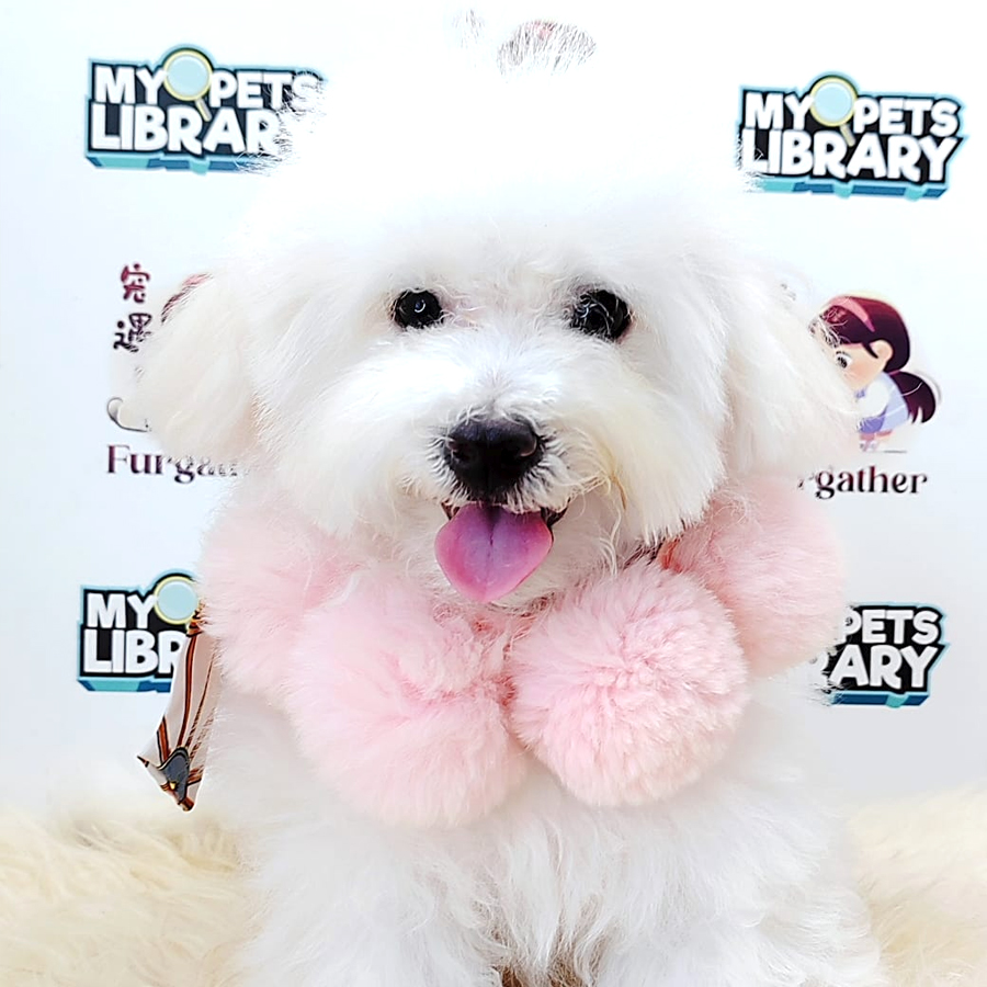 Tiny Poodle Puppy (Male) For Sale
