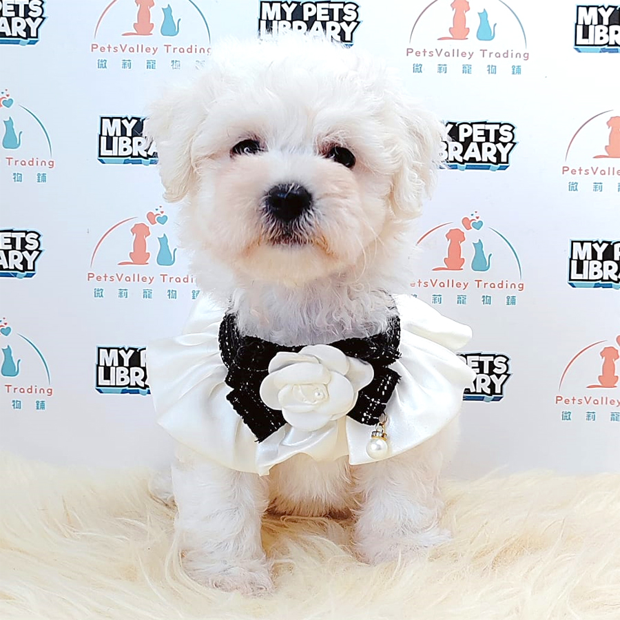 Bichon Frise Puppy (Female) For Sale
