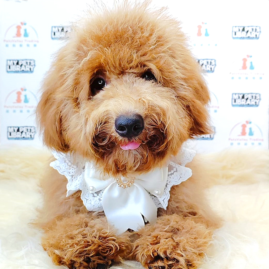 Miniature Poodle Puppy (Male) For Sale