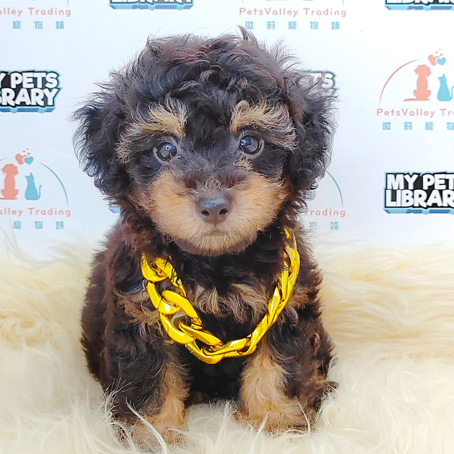Toy Poodle Puppy (Male) For Sale