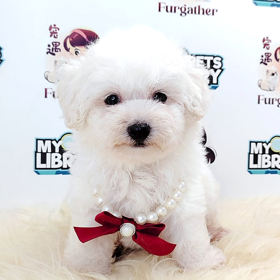 Tiny Poodle Puppy (Male) For Sale