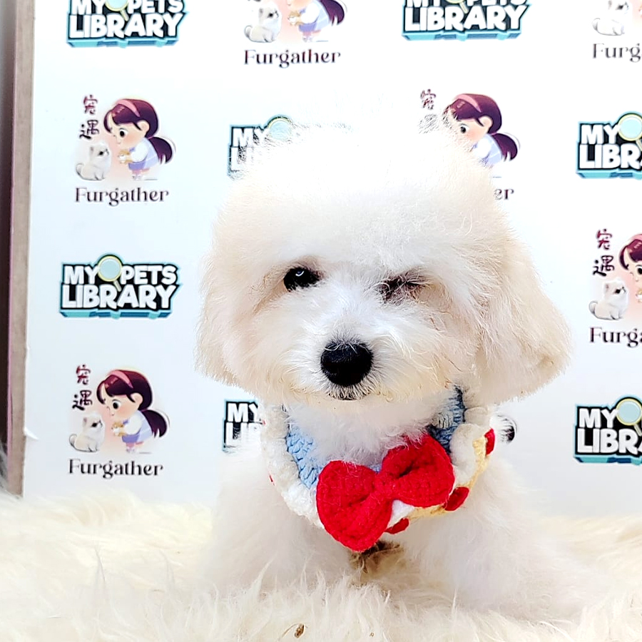 Poodle Puppy (Male) For Sale