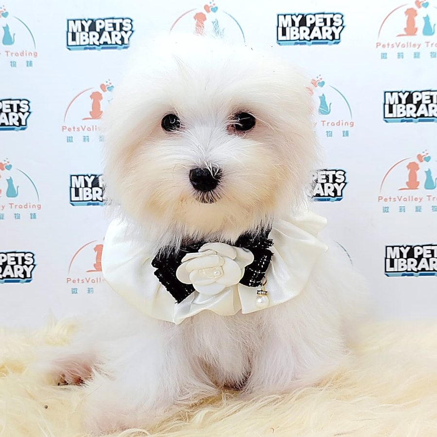 Maltese Puppy (Female) For Sale