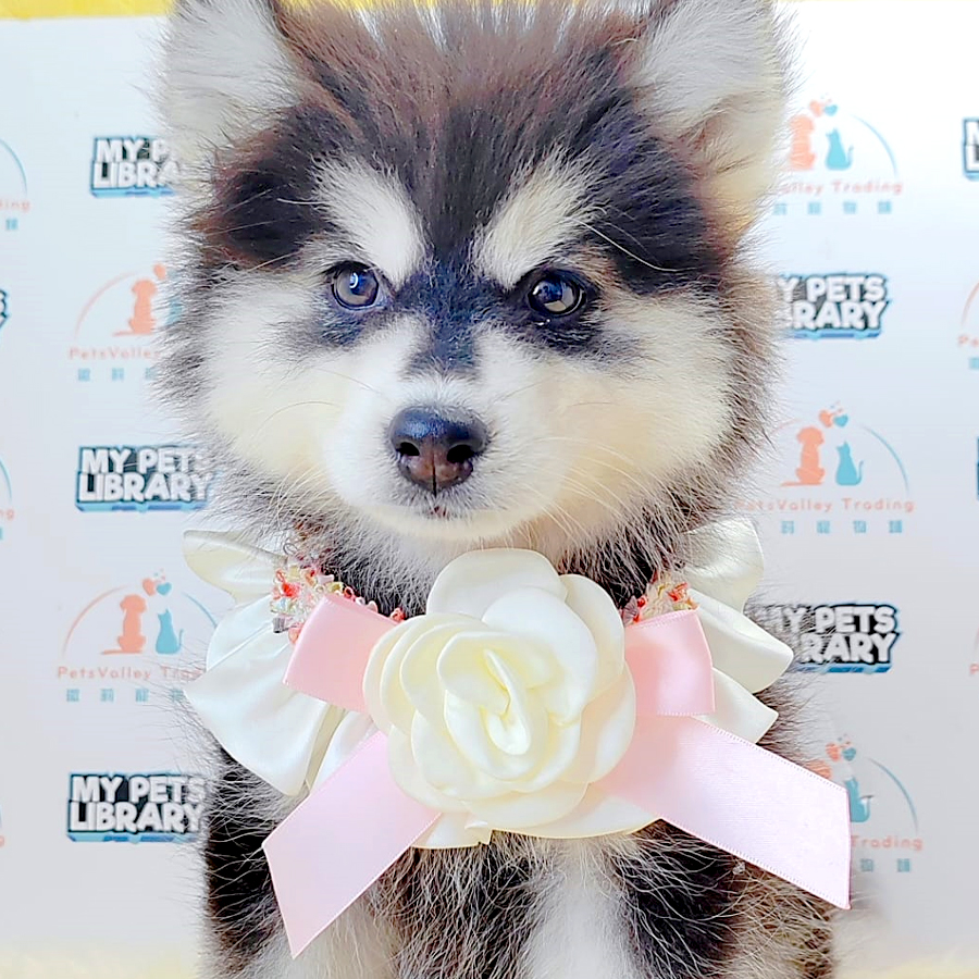 Pomsky Puppy (Female) For Sale