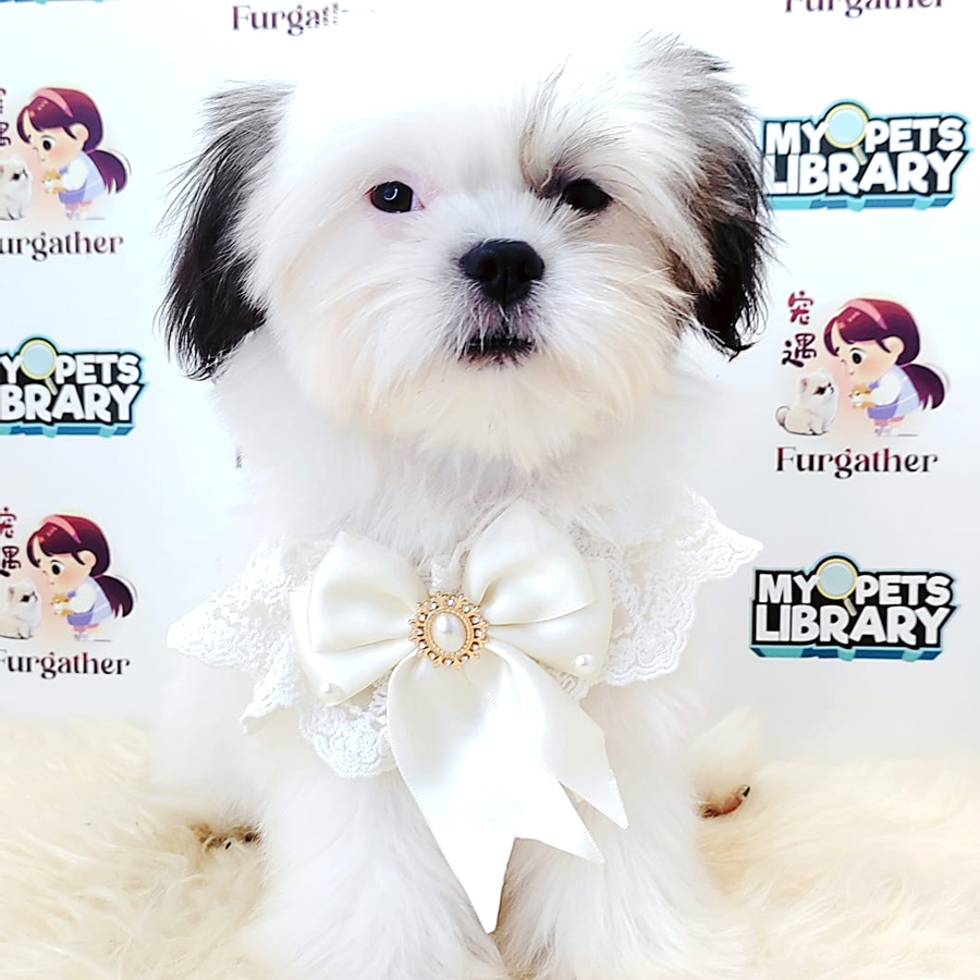 Shih Tzu Puppy (Female) For Sale