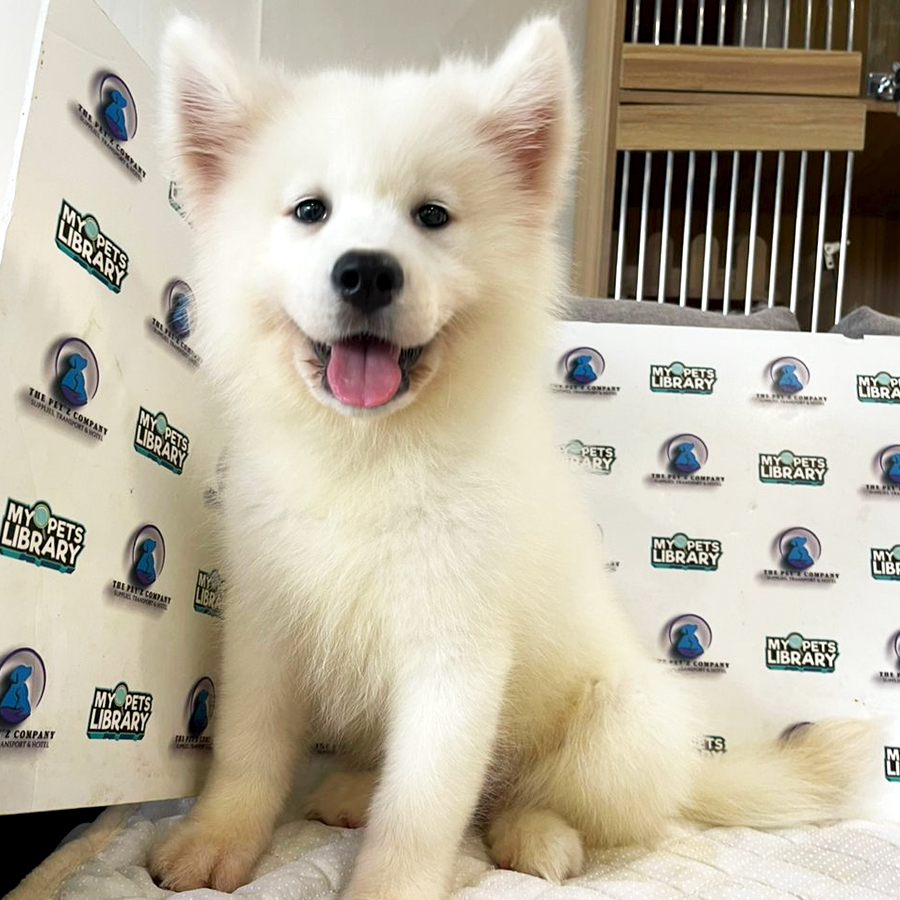 Samoyed Puppy (Female) For Sale