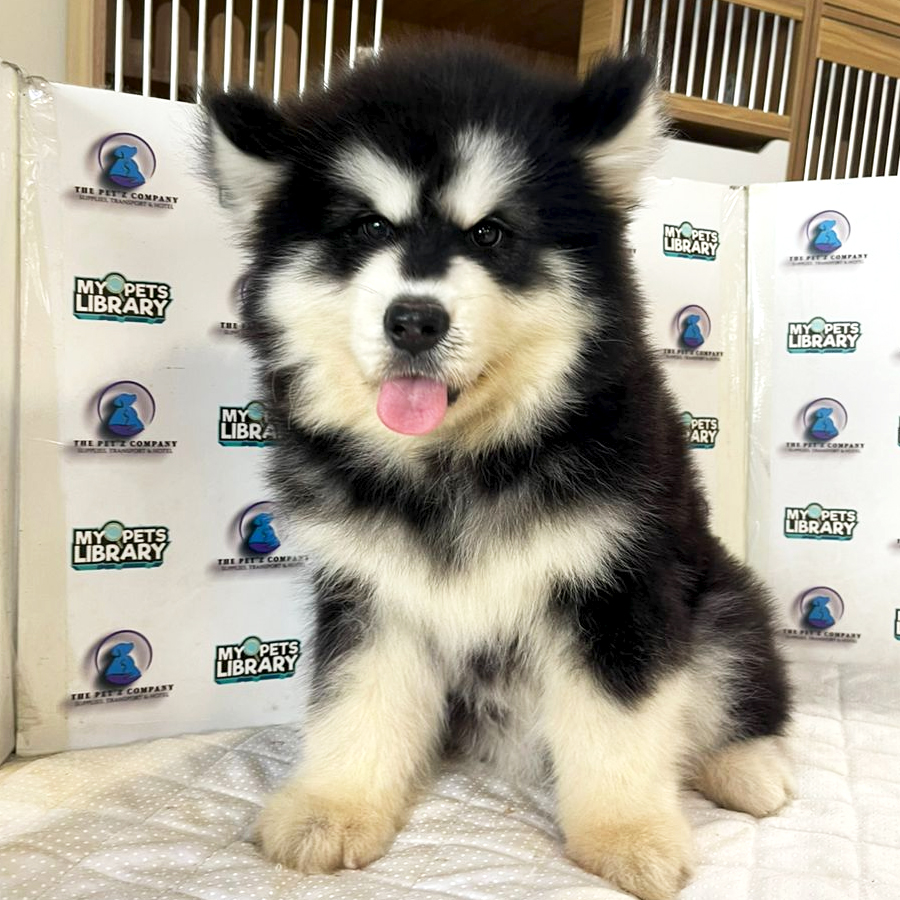 Alaskan Malamute Puppy (Female) For Sale