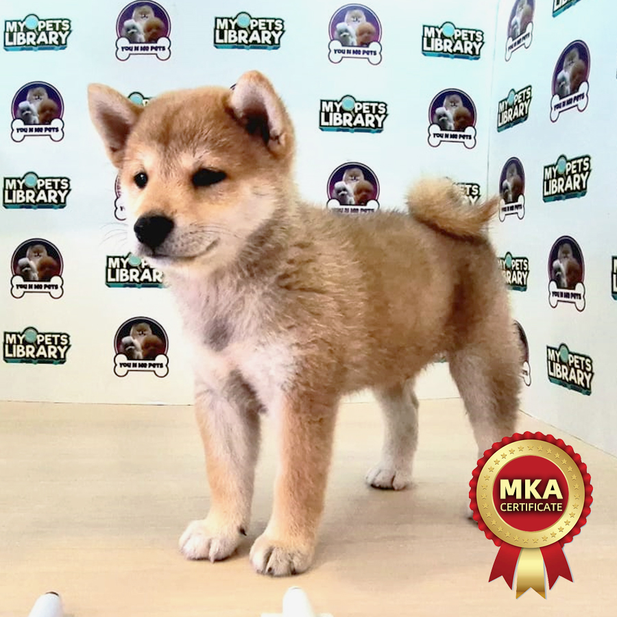 MKA Shiba Inu Puppy (Male) For Sale
