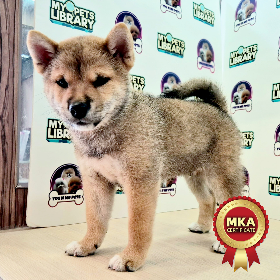 MKA Shiba Inu Puppy (Male) For Sale