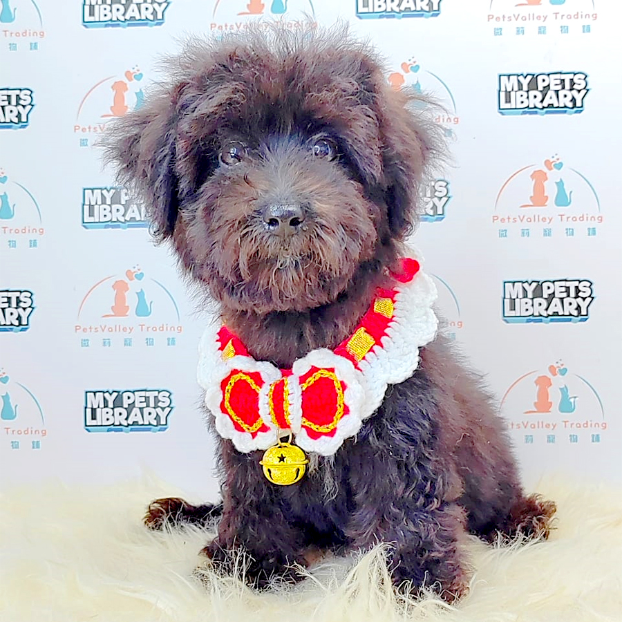 Toy Poodle Puppy (Male) For Sale