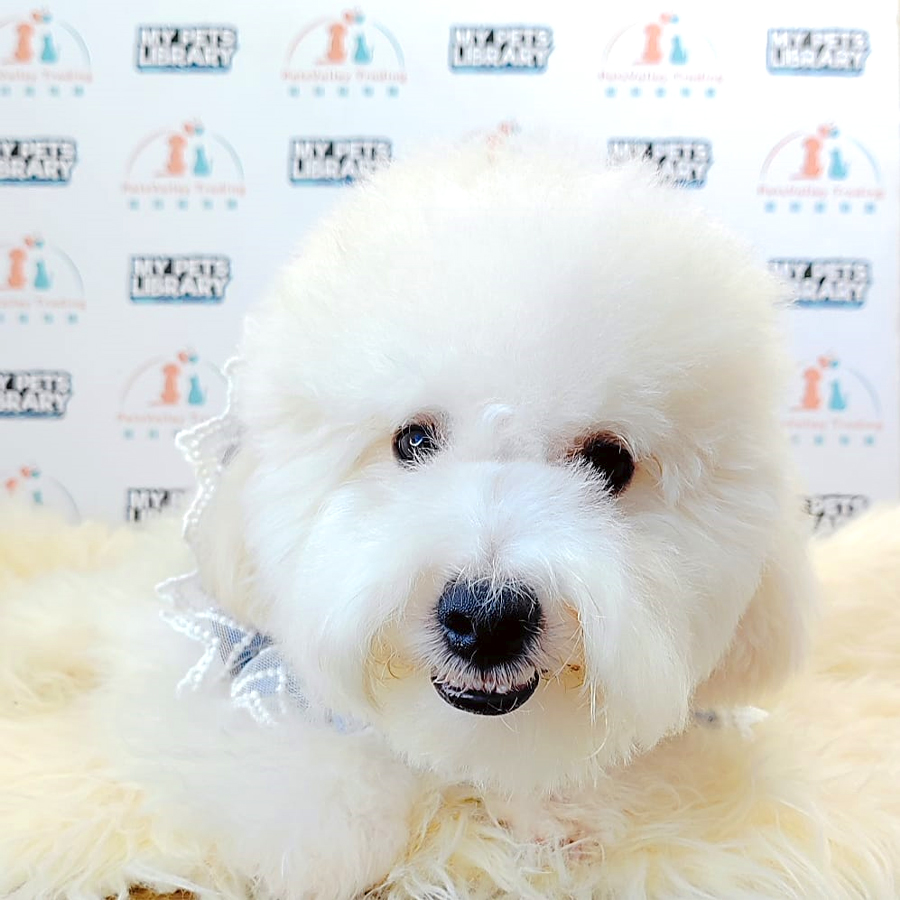 Maltipoo Puppy (Male) For Sale