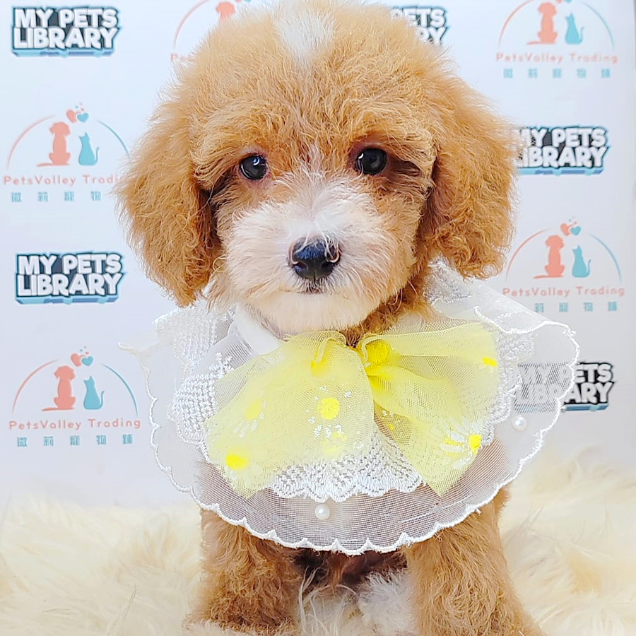 Maltipoo Puppy (Male) For Sale
