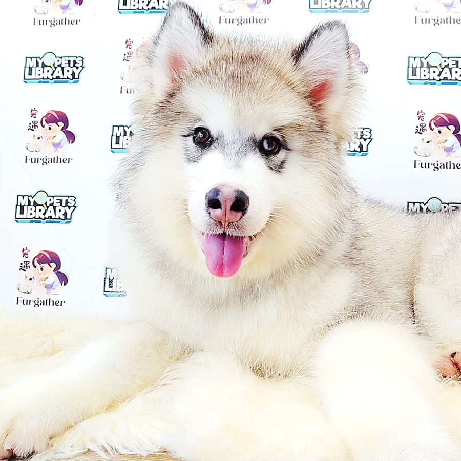 Wooly Malamute Puppy (Male) For Sale